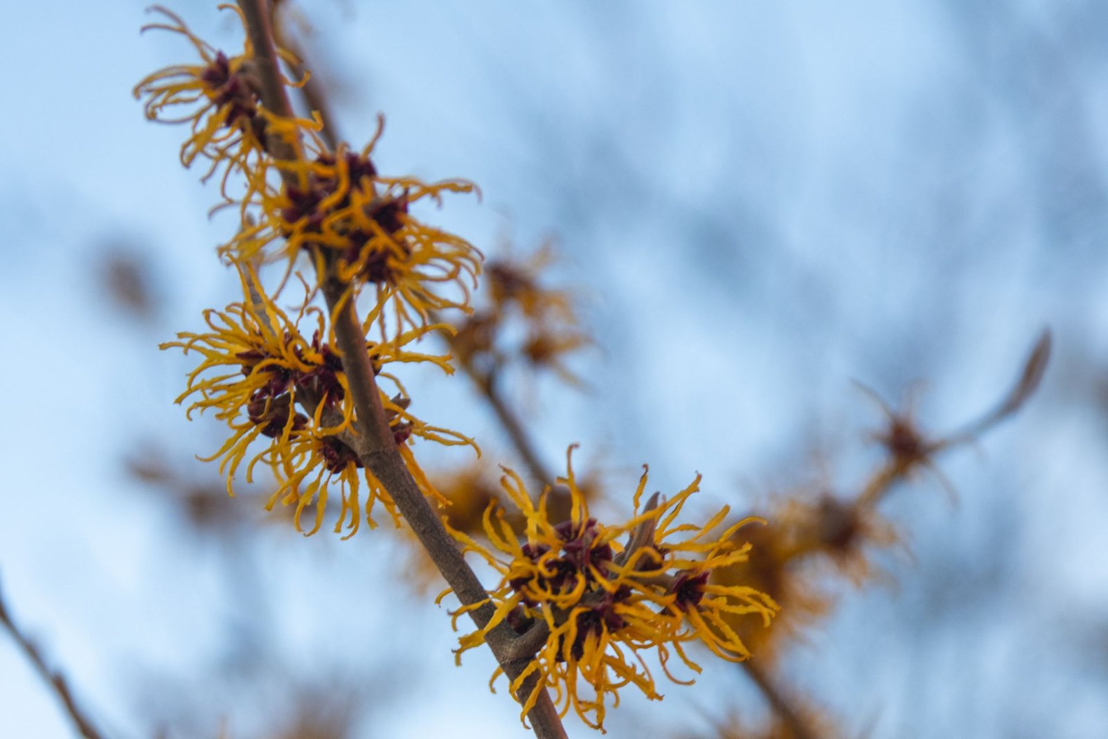 Yellow witch hazel flowers on a branch against a blue sky